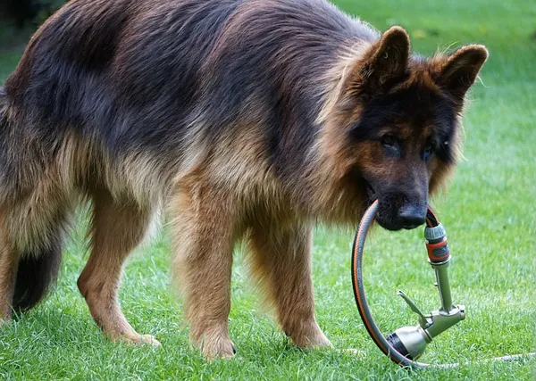 owczarek niemiecki kąpiel